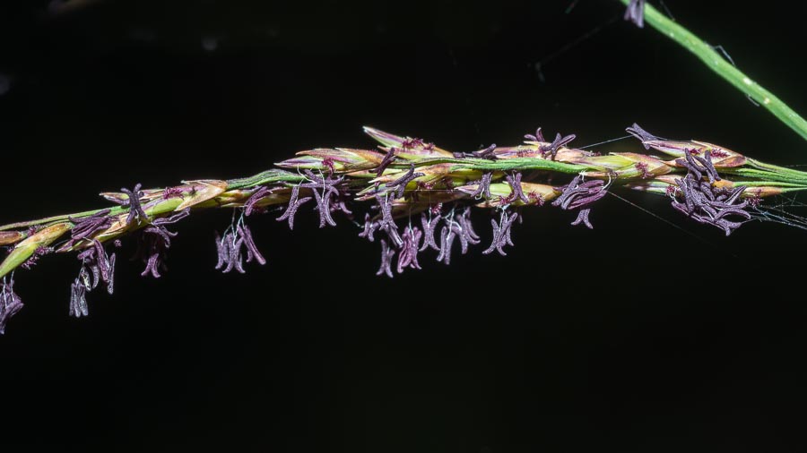 Seconda Poacea in Appennino - Molinia arundinacea